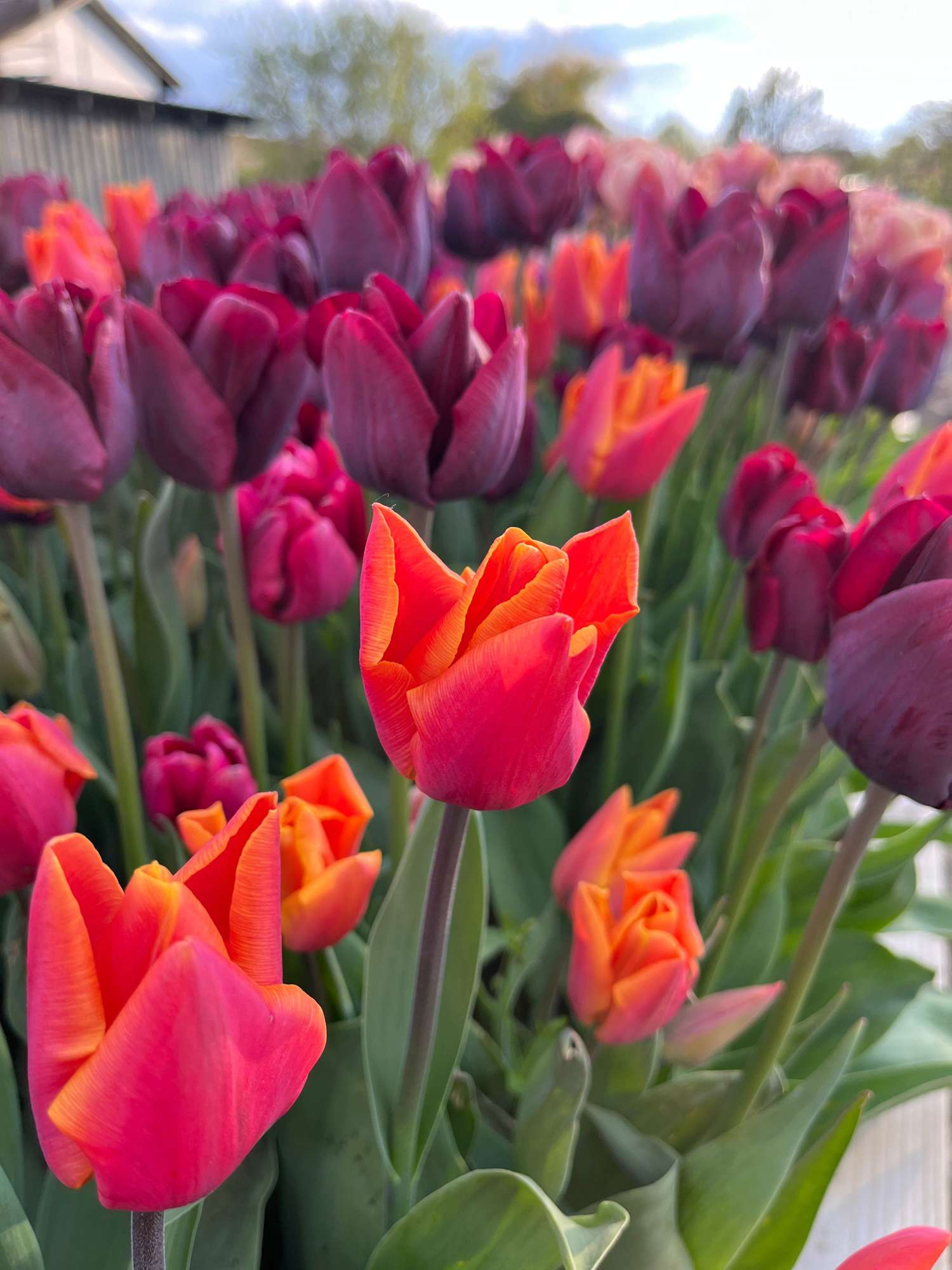 Mélange de tulipes 'Hugo'
